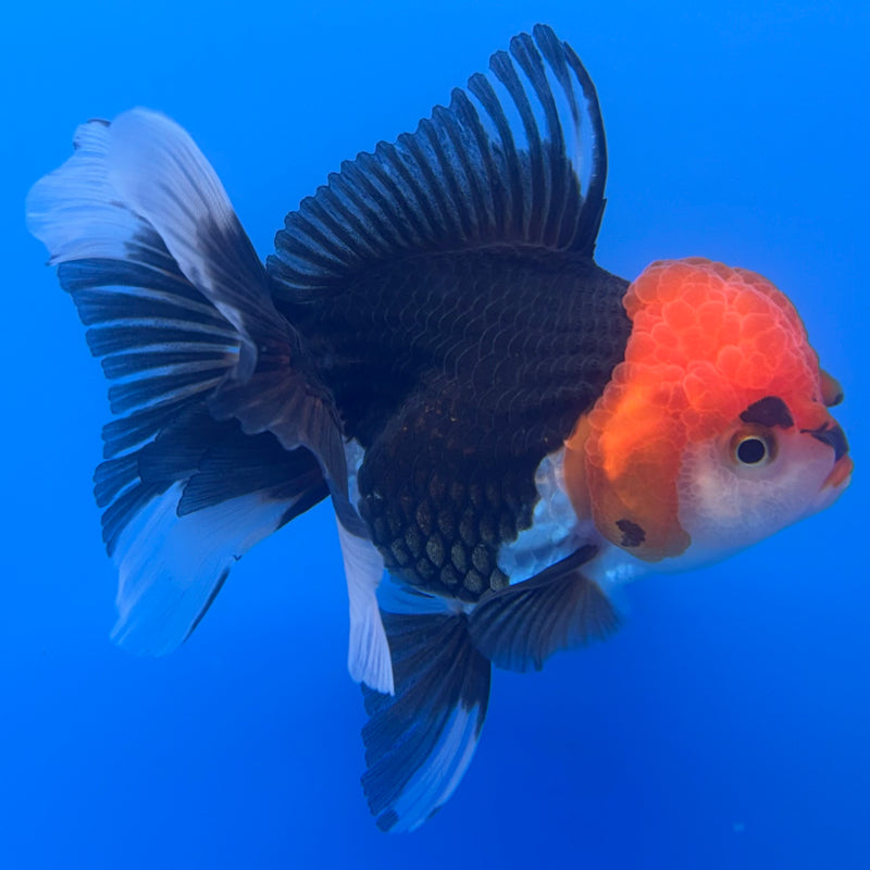 Thai Oranda Tri-Color 3” Body Female(CK-722)R1A01