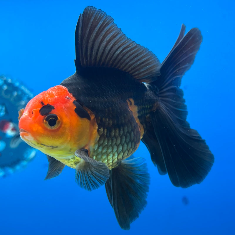 Thai Oranda Apache 3” Body Male(CK-1406)R1B09
