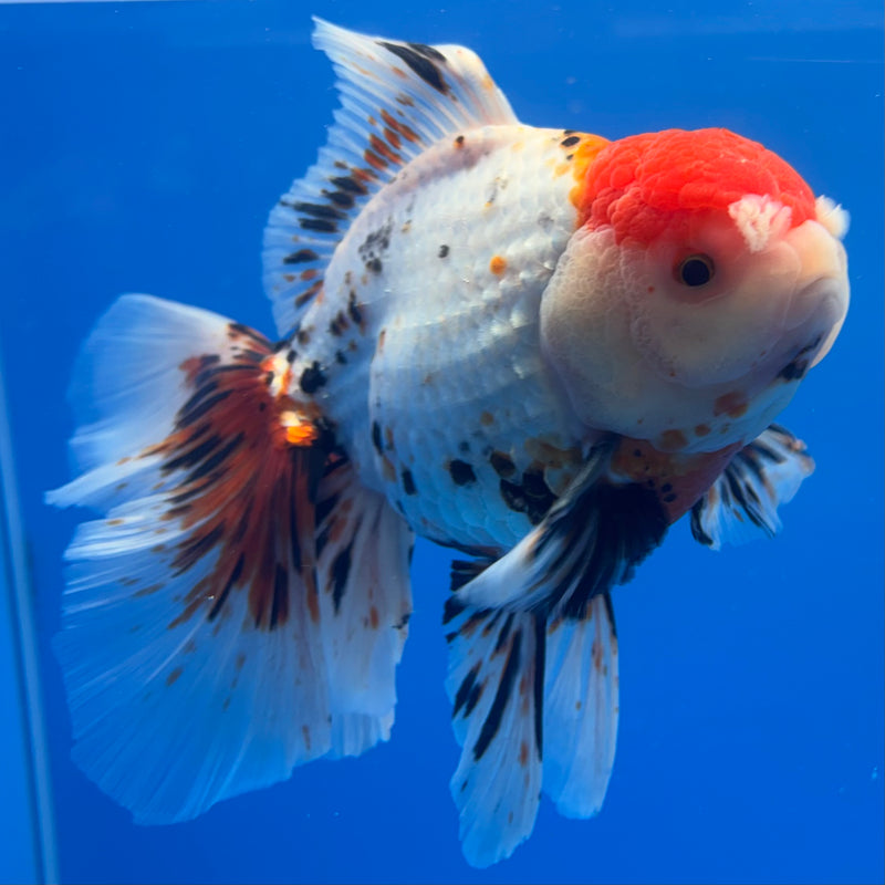 Thai Oranda JUMBO Tri-Color 4.5” Body Male(QGF-CK-1326)BLUETUB1