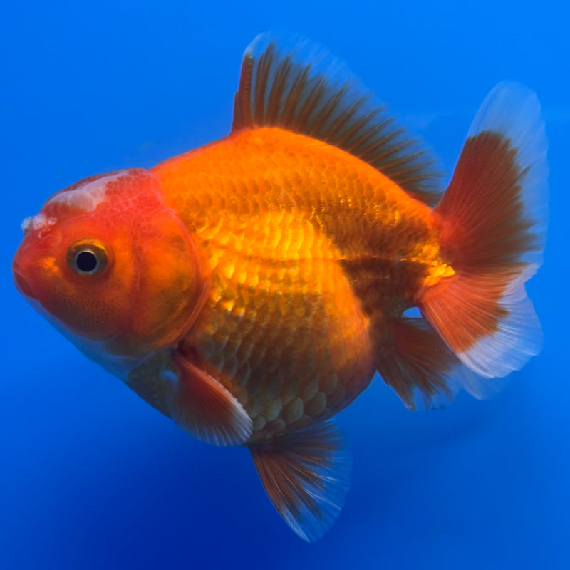 Thai Oranda Full Red 3” Body Male(CK-712)R1A06