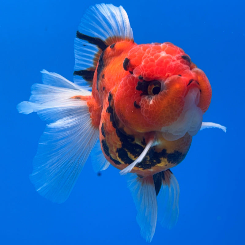 Thai Oranda Red Calico 2.5” Body Male(CK-627)R1A09