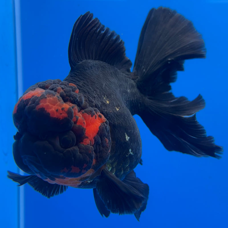 Thai Oranda JUMBO Black Body Red Cap 4” Body Female(QGF-CK-1335)BLUETUB1