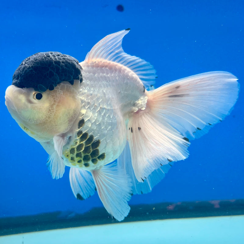 Thai Oranda AA Quality Panda  4” Body Female(CK-1107)SHOWTANK2