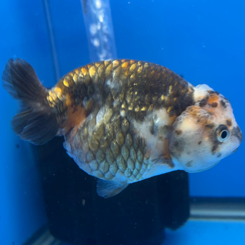 Chinese Ranchu Calico 4” Body Female(CK-1465)R2A09