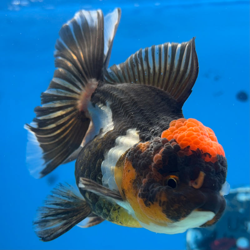 Thai Oranda Tri-Color/Apache RARE FIND 3.5” Body Female(CK-924)R1BLUETUB4