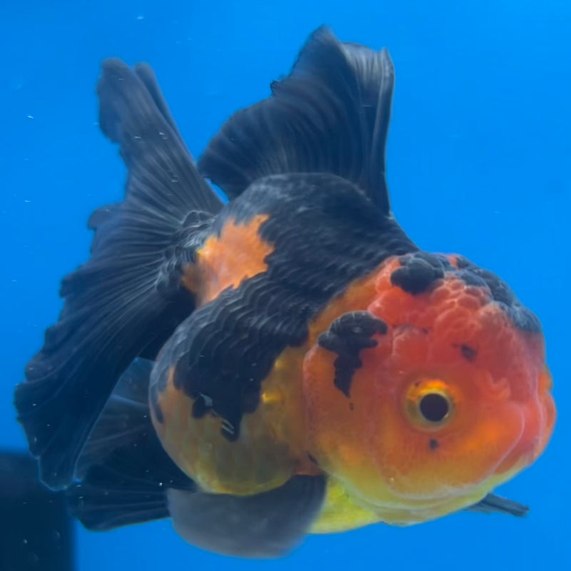 Thai Oranda Apache 2.5” Body Male(CK-1427)R3B18