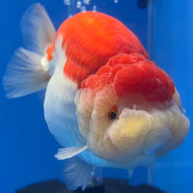 Thai Ranchu Lionchu Super Jumbo Red/White 5” Body Female(CK-762)SHOWTANK
