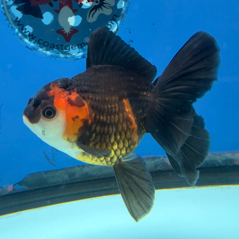 Thai Oranda Apache 3in Female (FEB-295)R2B05