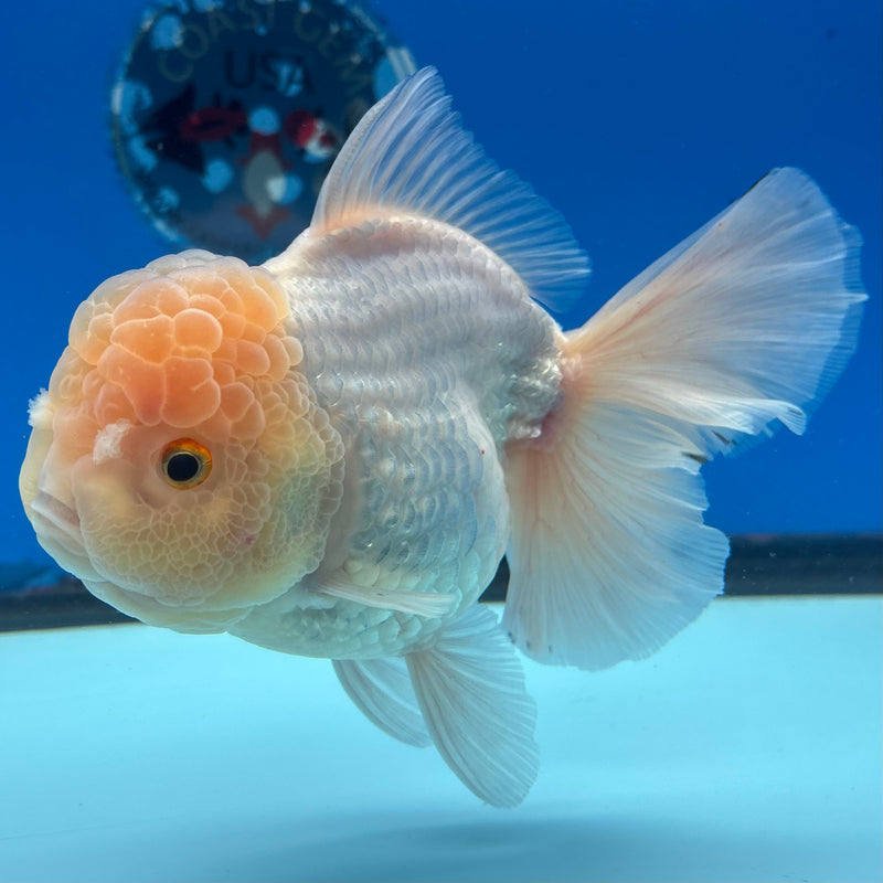 Thai Jumbo Oranda Lemon Head White 4.5” Body Female(CRP-CK-1083)BLUETUB2