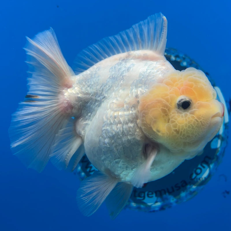 Thai Oranda White Polka Dot Lemon Head Calico 3” Body Male(QGF-CK-1076)SHOWTANK