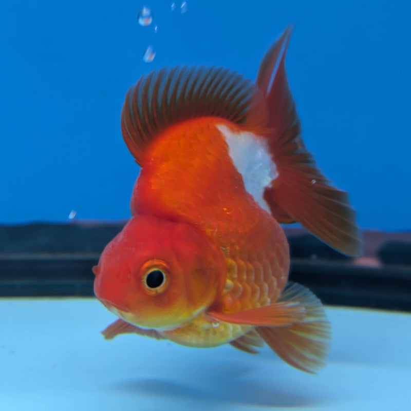 (KP-238) Red & White Thai Ryukin 2.5''Male Show Quality R3B15