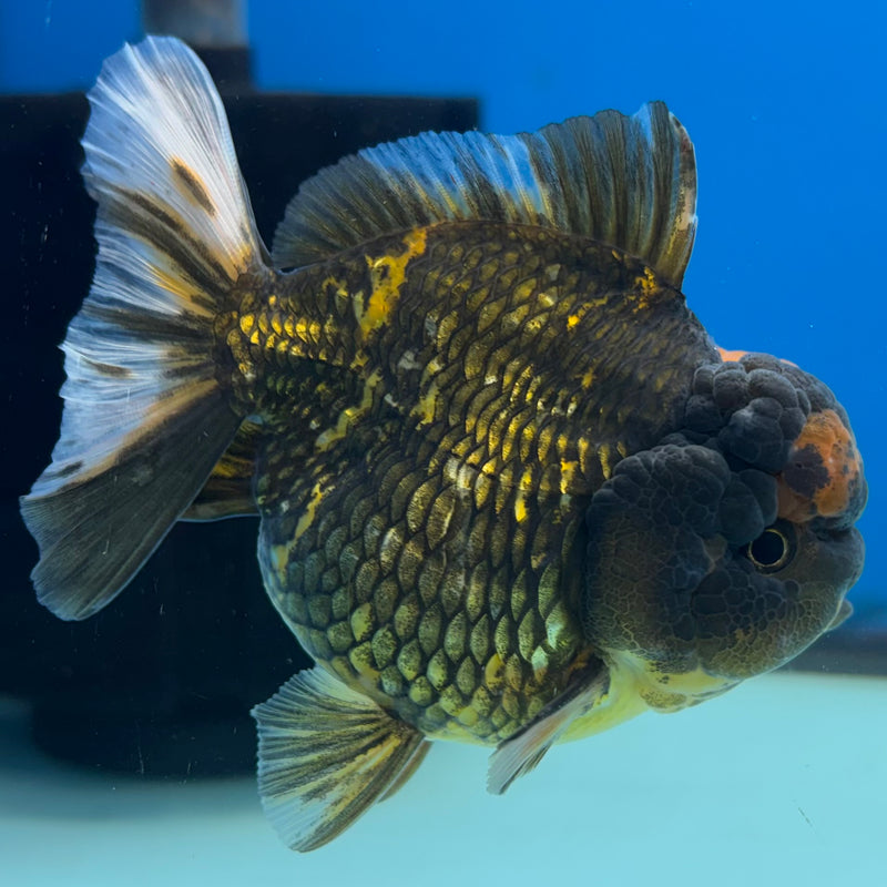 Thai Oranda Tri-Color Calico Tiger 3” Body Male(QGF-CK-1097)SHOWTANK