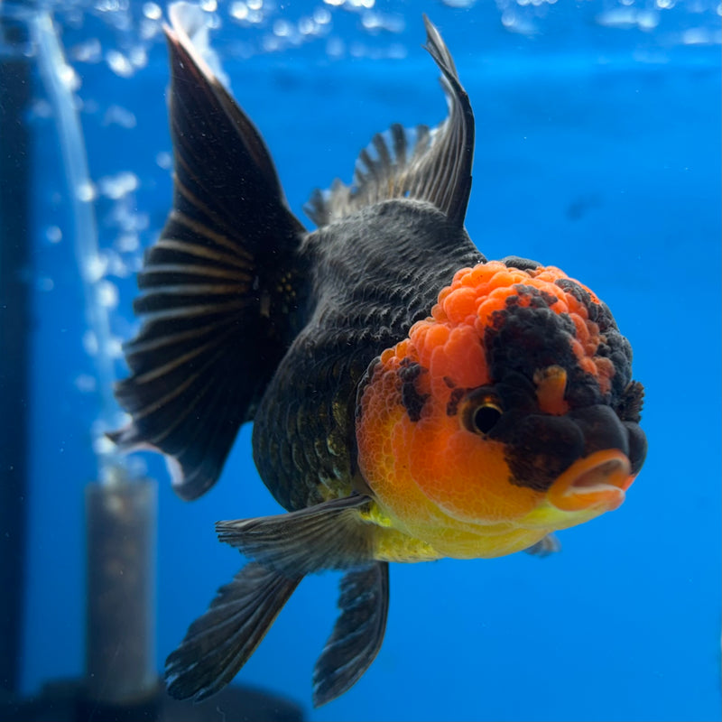 Thai Oranda Apache 3.5” Body Female(CK-925)R1BLUETUB4