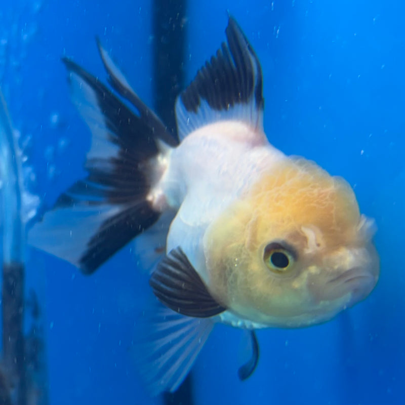 Thai Oranda Panda 2.5" Female (CK-1520)R3B16