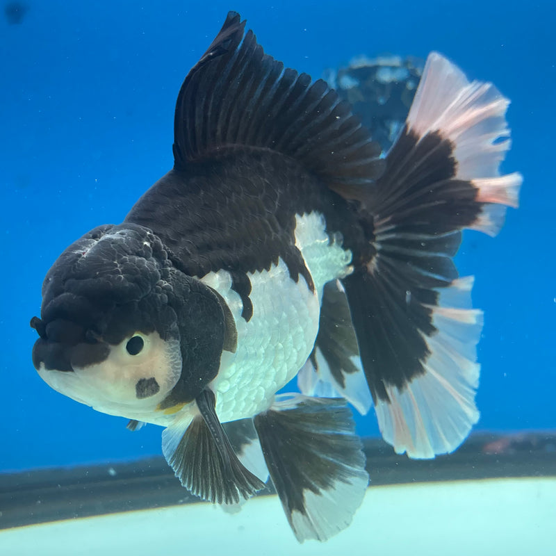 Thai Oranda Orchid Tail Panda 4.5” Male(BIN-CK-1068)SHOWTANK2