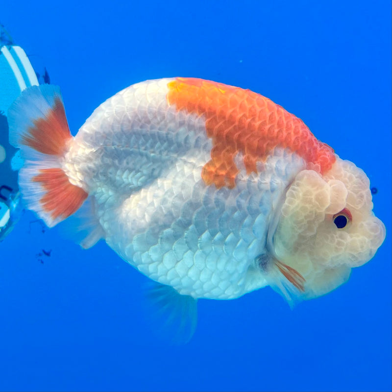 Thai Ranchu Lemon Head Red/White 3.5” Body Male(CK-1130)R1A07e