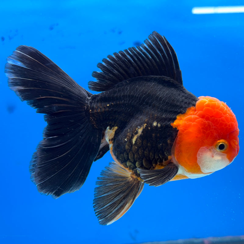 Thai Oranda Apache 3.5" Male(CK-1540)R2A07