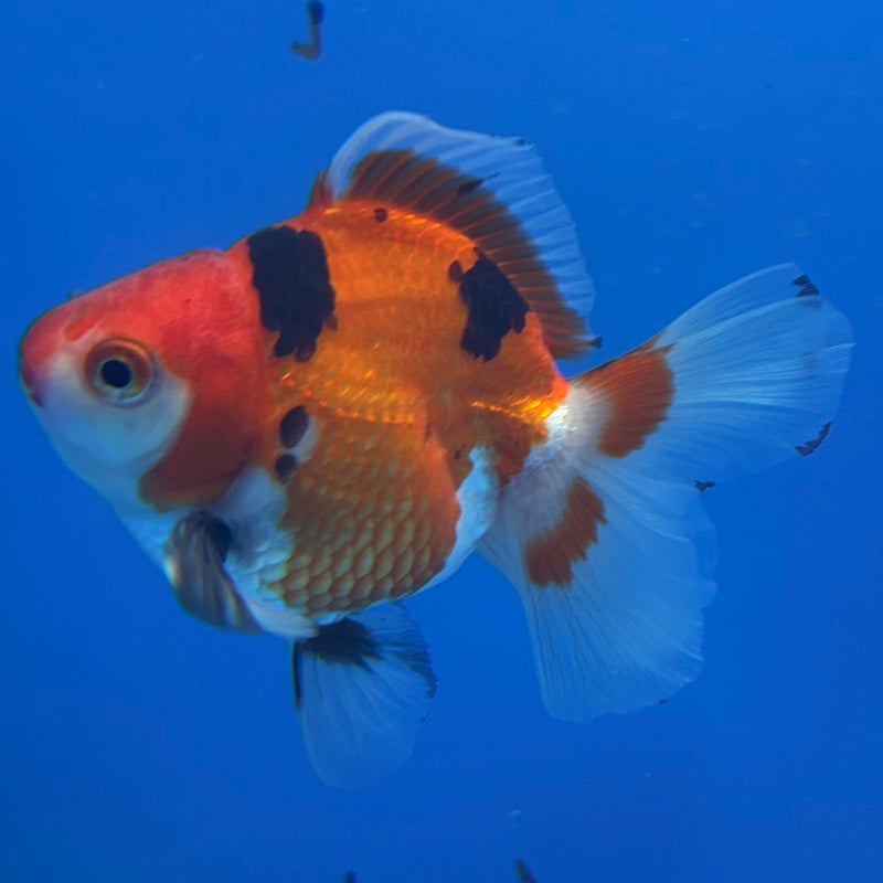 Thai Oranda Tri-Color 3in Male (FEB-300)R2B06