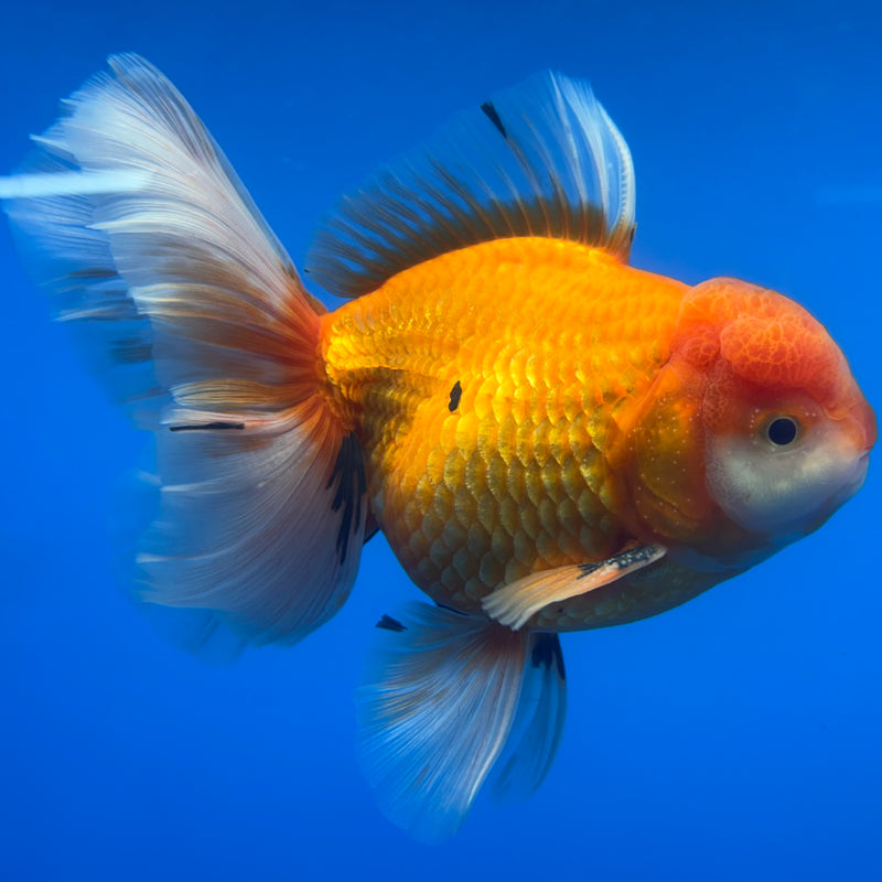 Thai Oranda Red/White 4” Body Male(CK-814)R1A03