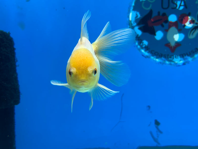 Thai Lemon Head Oranda 2”Body Male (JCD-166)R3B22