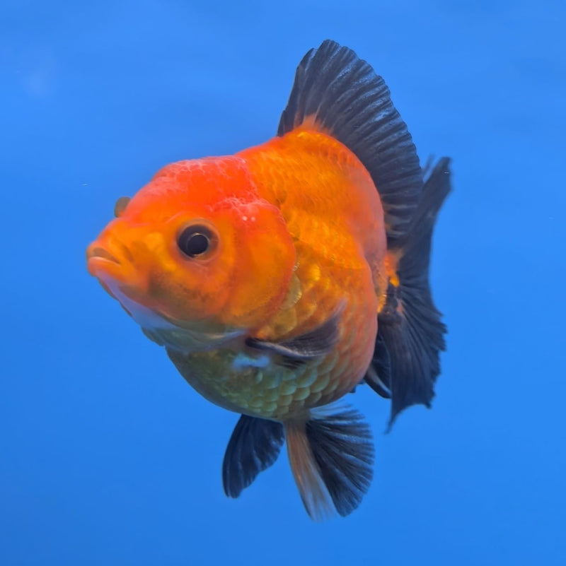 (DR-004) Thai Fancy Black and Red Oranda 2.5" Male R3B06