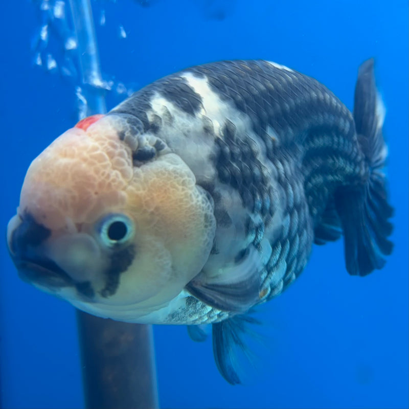 Thai Ranchu Dark Calico 3.5" Body Male(CK-900)R1B10