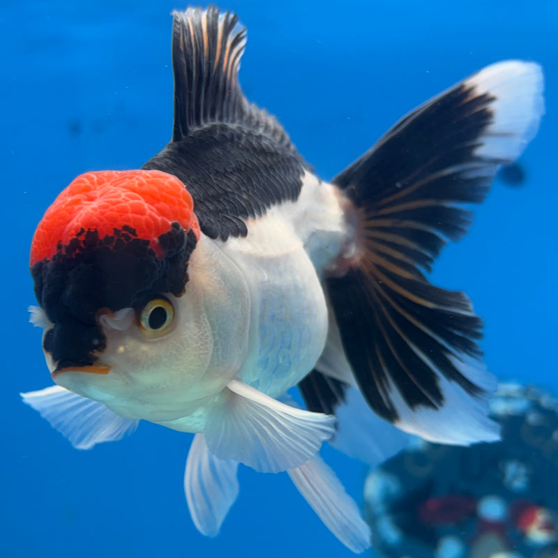 Thai Oranda Tri-Color 3.5” Body Male(CK-927)R1BLUETUB4