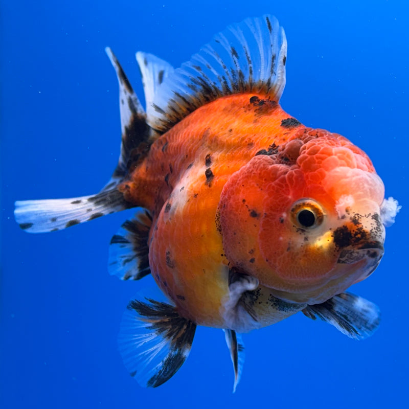 Thai Oranda Tri-Color SHOGUN Calico 3” Body Male(CK-716)R1A06