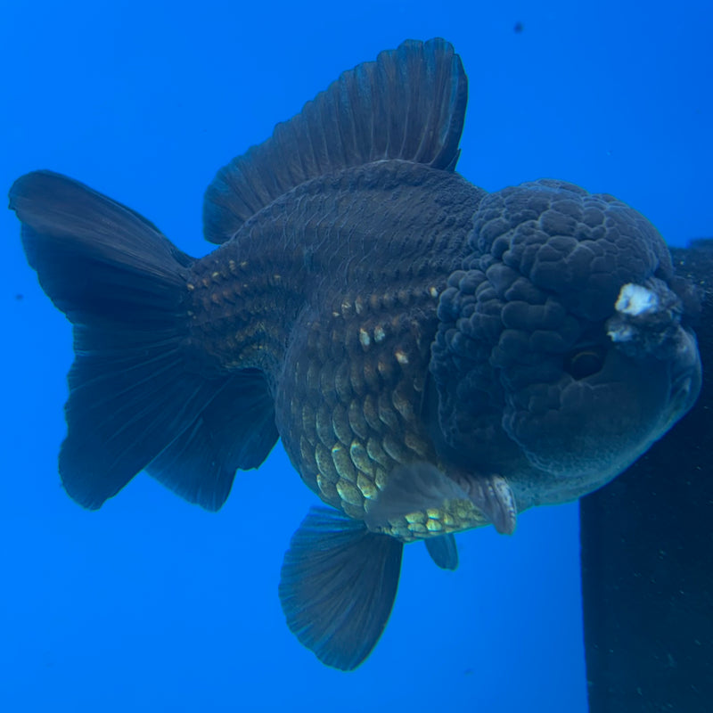 Thai Oranda Full Black 3.5” Body Male(CK-1495)R2B21