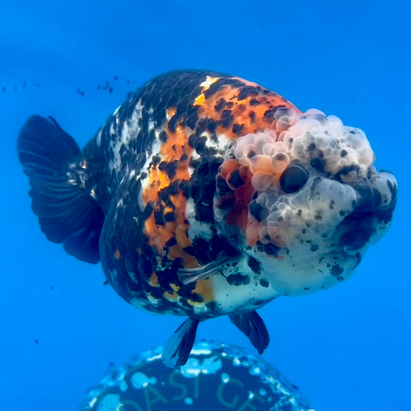 Thai Ranchu Red/Black Calico 4” Body Female(CK-1210)BLUETUB1