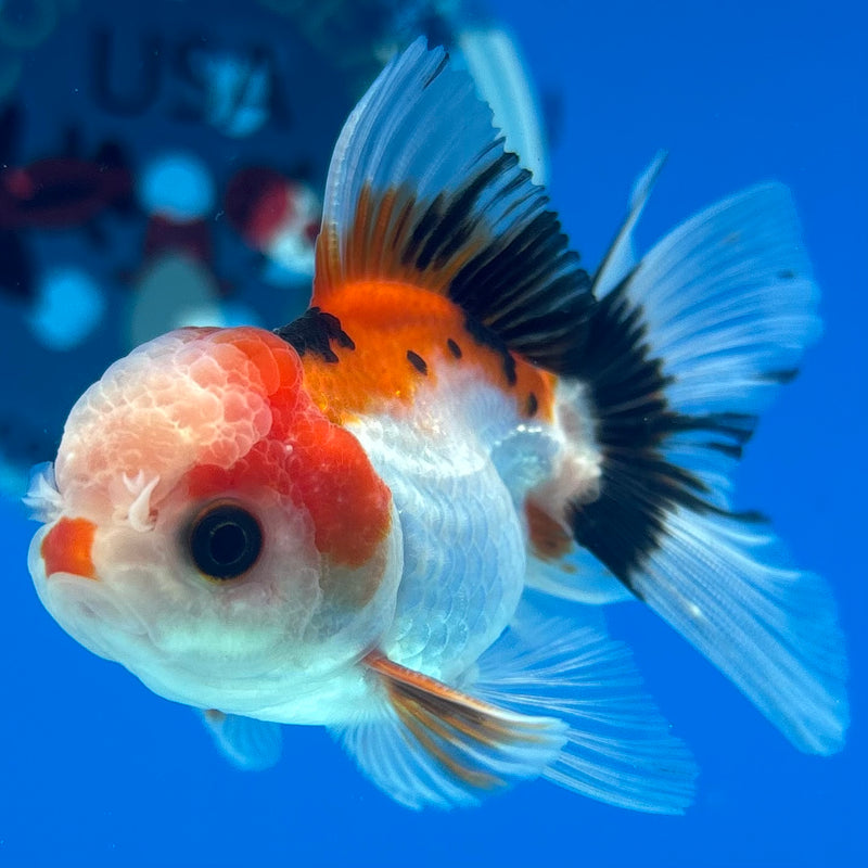Thai Oranda Apache 2” Body Male(CK-1273)R3B05