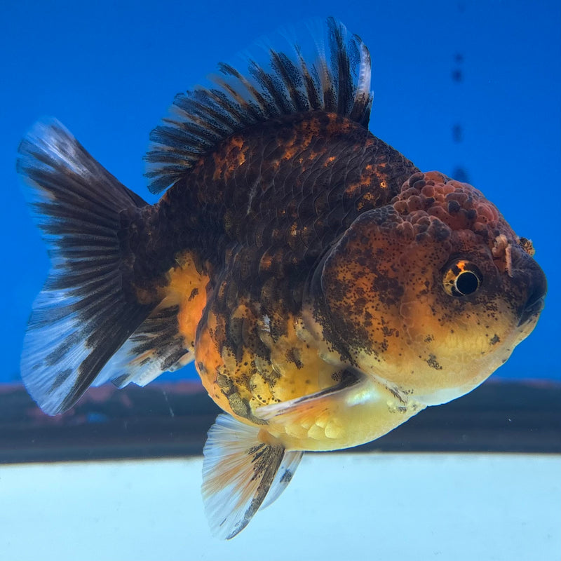 Thai Oranda SHOGUN 3” Body Female(CK-1142)R3A15