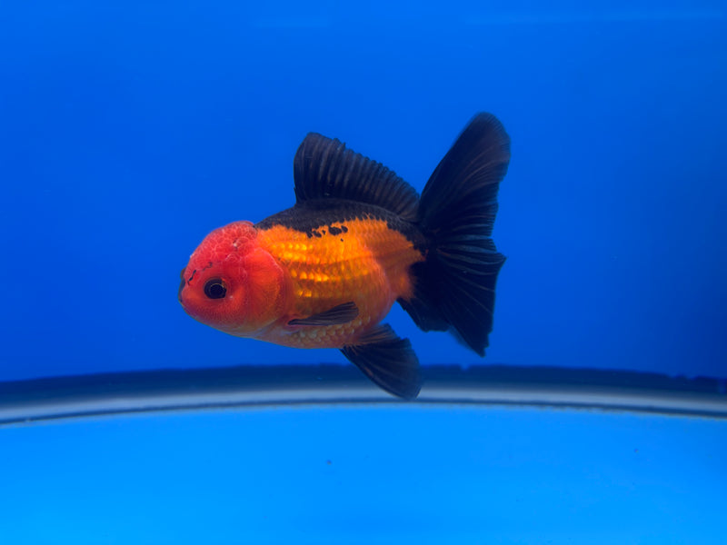 Thai Oranda Apache 3” Body Male(CK-726)R1A02
