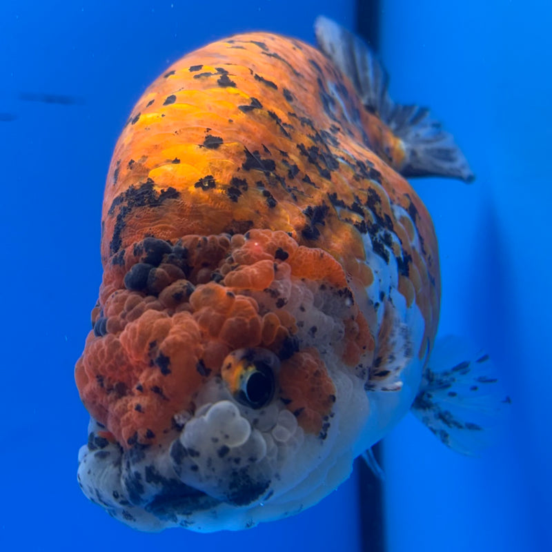 Thai Super Jumbo Calico Ranchu 6” Body Male(CK-CRP-JO1136)
