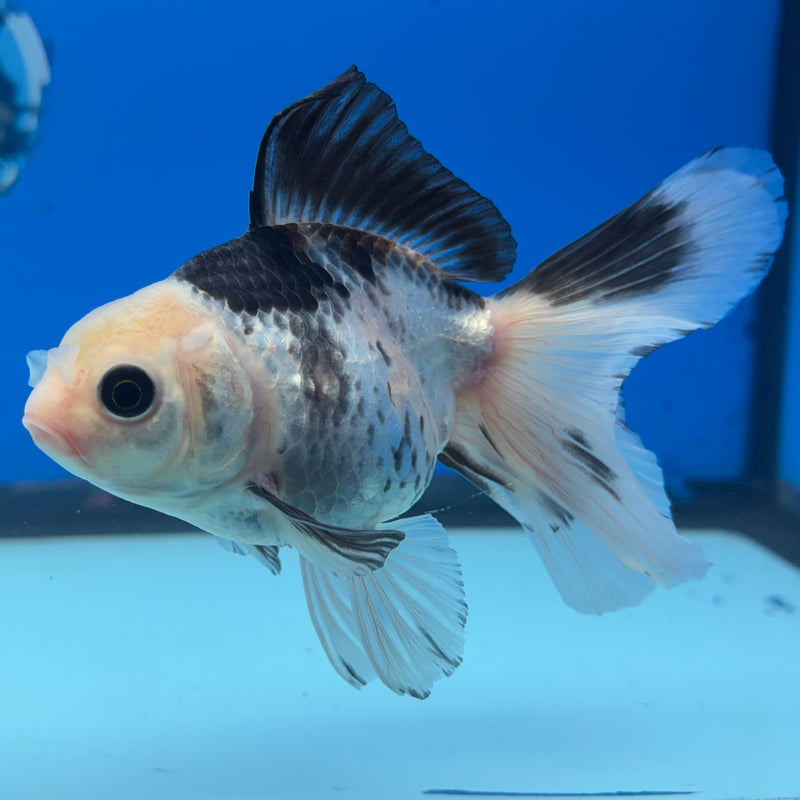 Thai Oranda Panda 3” Body Male(CK-953)R3B17