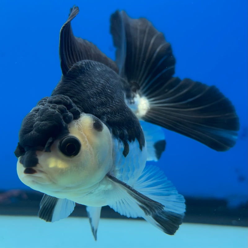 Thai Oranda Panda 3” Body Male(CK-1405)R1B09