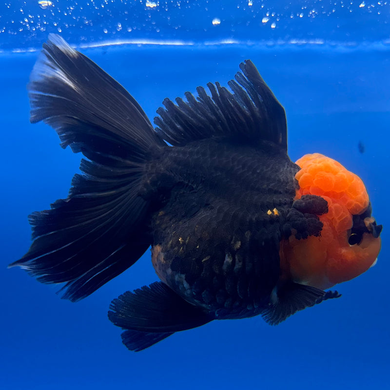 Thai Oranda Apache 3” Body Female(CK-1230)R1B08