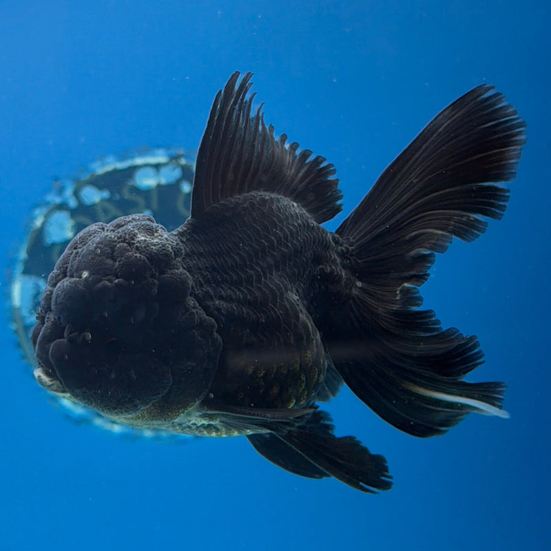 Thai Oranda Super Black 3in Female (FEB-297)R2B06