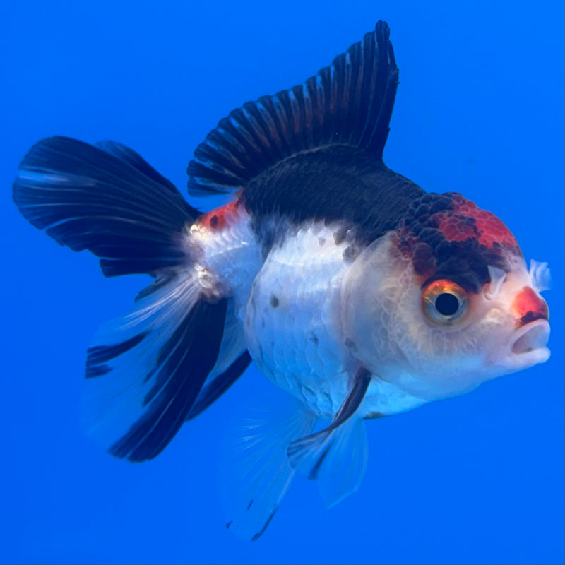 Thai Oranda Tri-Color 2.5” Body Female(CK-1312)R3B13