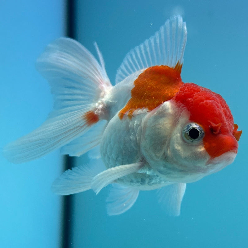 Thai Red-Cap Oranda 2“ Body Male (JCD-137)R4B10