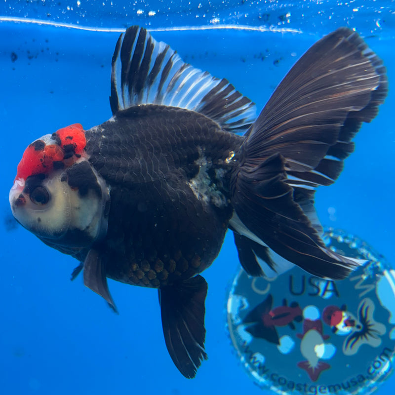 Thai Oranda Tri-Color 4” Body Female(CK-1489)R2B19