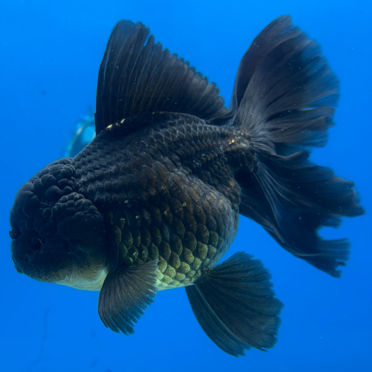 Thai Oranda JUMBO Full Black 4” Body Female(CK-1399)SHOWTANKB✅