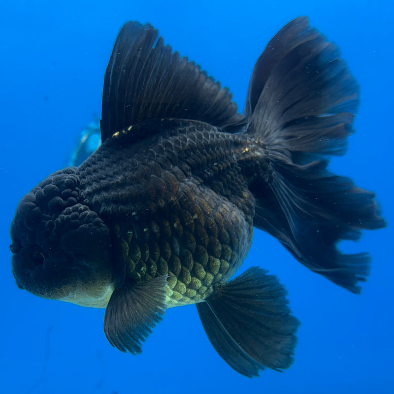 Thai Oranda JUMBO Full Black 4” Body Female(CK-1399)SHOWTANK2