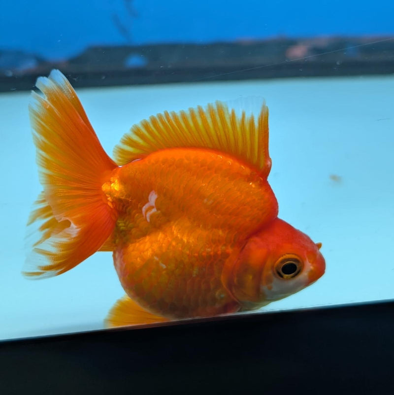 (KP-240) Red & White Thai Ryukin 2.5'' Female Show Quality R3B09