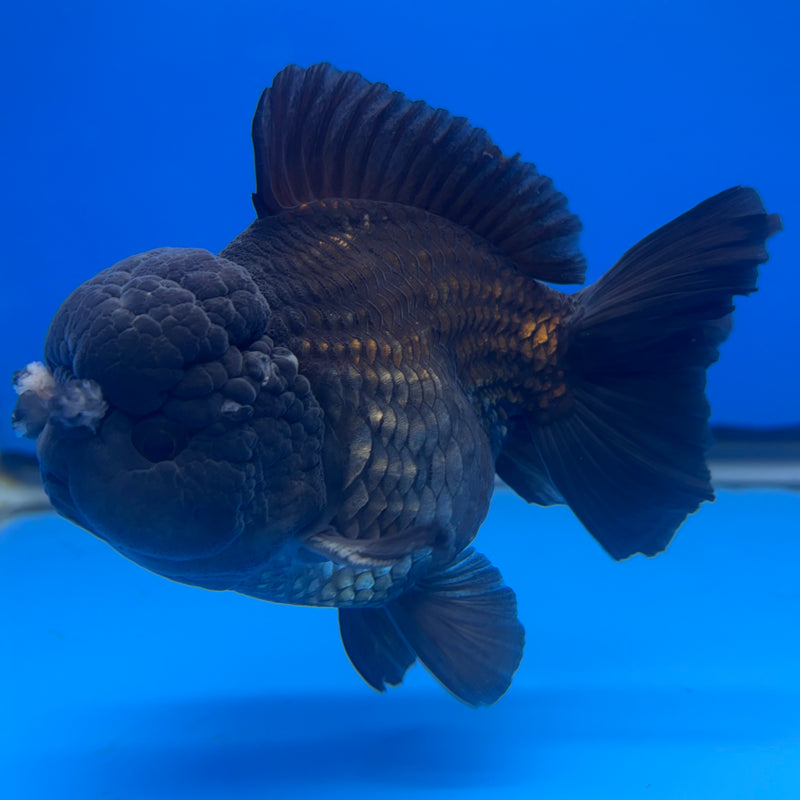 Thai Oranda JUMBO Full Black/Panda 4” Body Male(QGF-CK-1344)BLUETUB1
