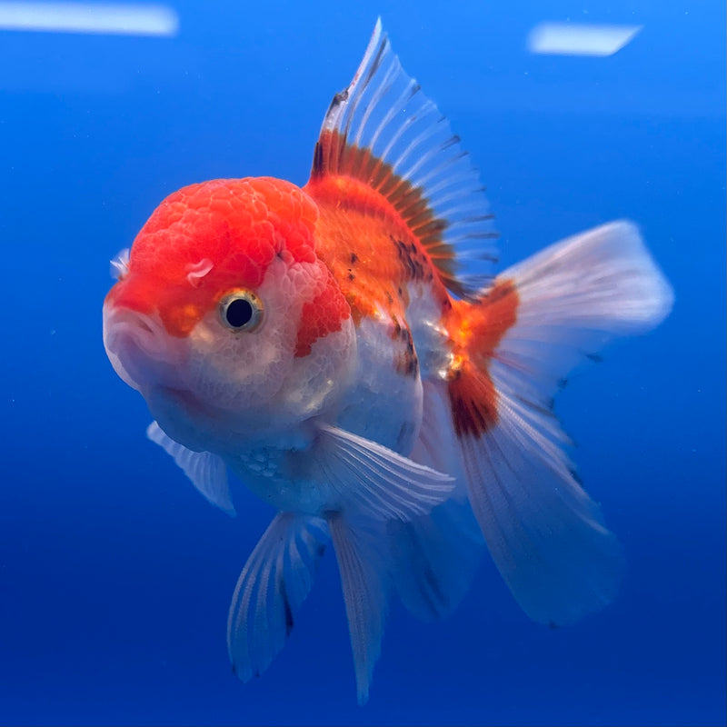 Thai Oranda Tri-Color 2.5” Body Male(CK-1005)R3B18