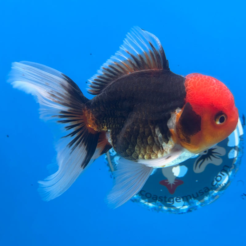 Thai Oranda Apache 3.5” Body Male(CK-912)R1BLUETUB4