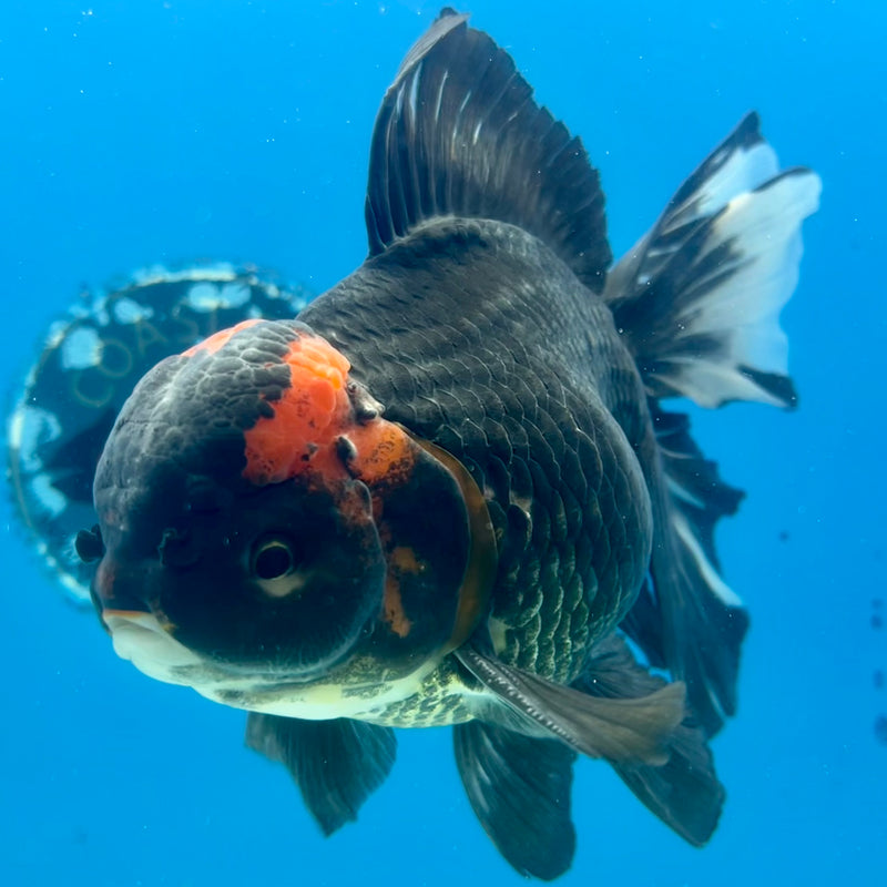 Thai Oranda AA Quality Tri-Color Orchid Tail 5” Body Male(CK-1104)SHOWTANK2