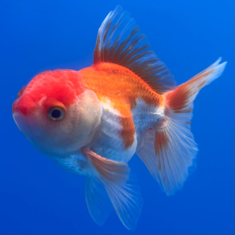Thai Oranda Red/White 2.5” Body Male(CK-1264)R3B13