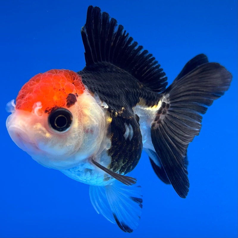 Thai Oranda Tri-Color 2” Body Female(CK-1308)R3B15